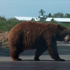 В воскресенье, 31 августа, охотниками были отстреляны 3 медведя