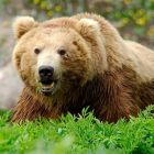 Охотники отстрелили двух медведей в Чаинском и Каргасокском районах