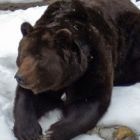 На территории Каргасокского района ожидается массовый выход медведей из зимней спячки