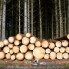 Томская область создает единую базу данных по отпуску древесины для собственных нужд