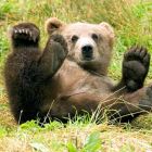 Количество медведей в Томской области в 1,4 раза превышает норму