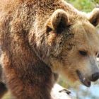Медведи могут выйти к томским селам, если в лесу не вырастет колба