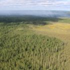 О введении режима чрезвычайной ситуации в лесах на территории Томской области