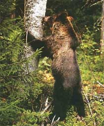 Сегодня в Томской области открыта охота на медведей