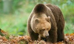 Такого года, когда медведи массово в поисках пищи выходили бы из леса и появлялись в черте населенных пунктов, еще не было.
