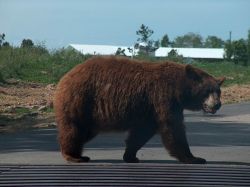 В ночь, с 28 на 29 августа, в черте с.Каргасок застрелен медведь крупных размеров