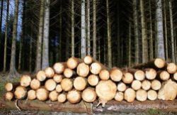 Малый и средний бизнес должен вернуться на лесные деляны