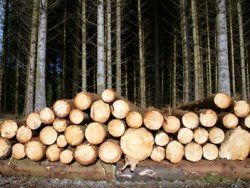 Томская область создает единую базу данных по отпуску древесины для собственных нужд