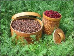 Об определении сроков заготовки гражданами пищевых лесных ресурсов для собственных нужд на территории Томской области