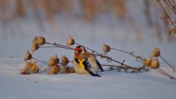 Подведены итоги областного конкурса «Дни наблюдения птиц»