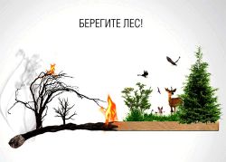 Всероссийская информационная кампания «Береги лес»