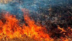 18 лесных пожаров ликвидировано в области за неделю