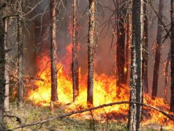 Площадь лесных пожаров в Томской области растет. За последние сутки общая площадь лесных пожаров выросла на 600 гектаров.